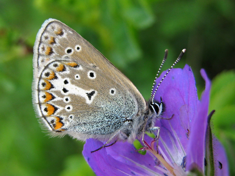 Aricia eumedon